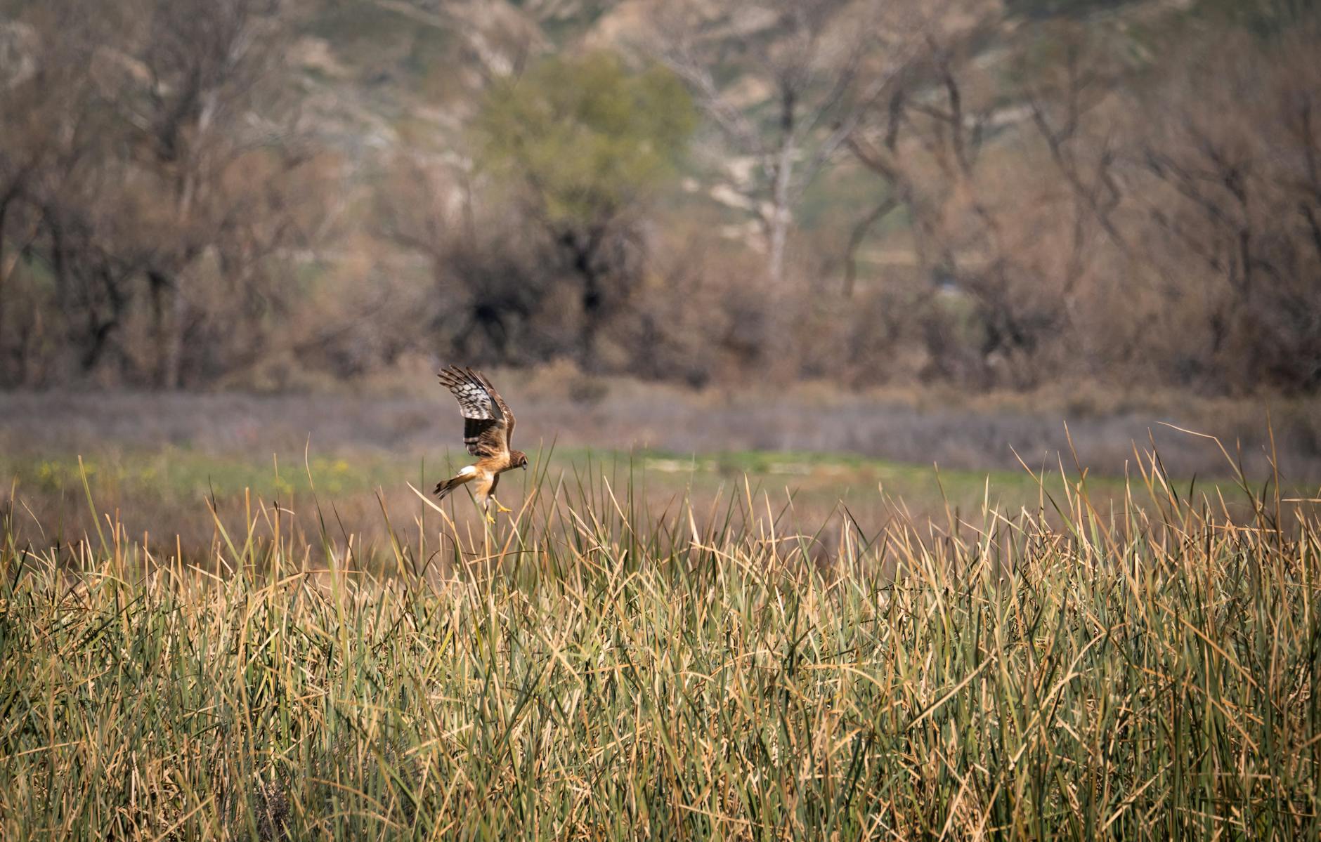 State-protected Hawk Given a Joint, Fed a BuzzBall on Video by California Man, Officials Say