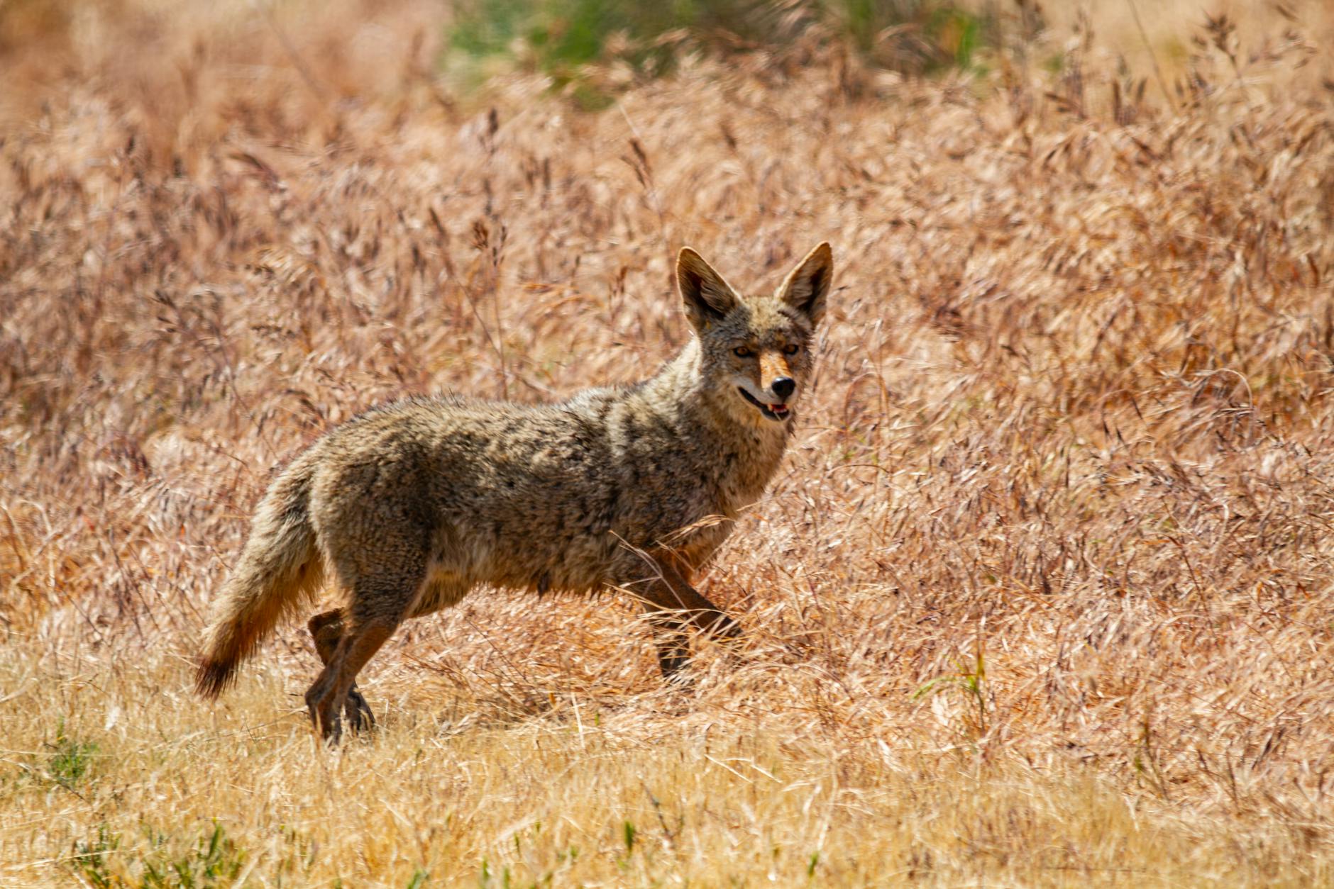 Toddler Flees in Terror as Coyote Chases Him Outside California Family Home